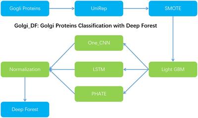 Golgi_DF: Golgi proteins classification with deep forest